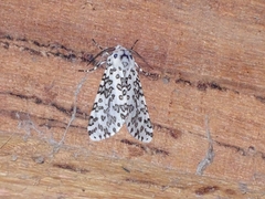 Alpenus maculosa