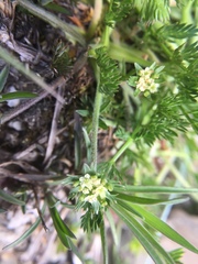 Chaerophyllum nanhuense