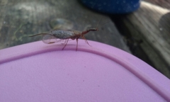 Raphidiidae