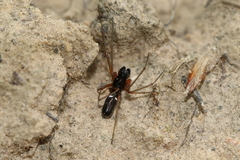 Microlinyphia pusilla