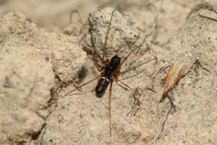 Microlinyphia pusilla