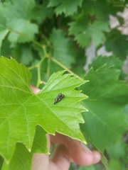 Agrilus derasofasciatus