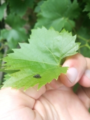 Agrilus derasofasciatus
