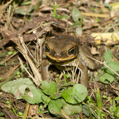 Rhinella marina