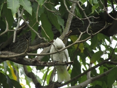 Cacatua goffiniana