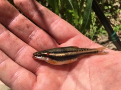 Chrosomus erythrogaster