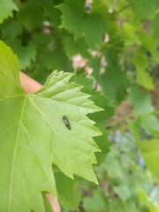 Agrilus derasofasciatus