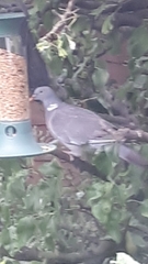 Columba palumbus