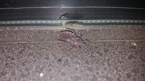 Eastern bloodsucking conenose
