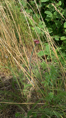 Allium
