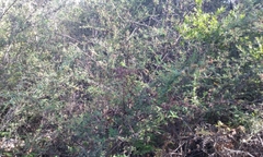 Asphondylia ceanothi