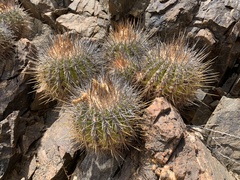 Copiapoa echinoides