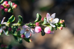 Philotheca verrucosa