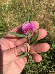 Centaurea jacea