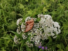 Aegopodium podagraria