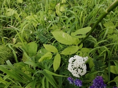 Aegopodium podagraria