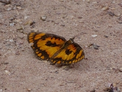 Byblia anvatara crameri