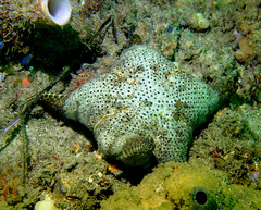 Anthenea sidneyensis