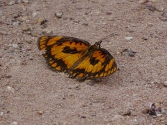 Byblia anvatara crameri