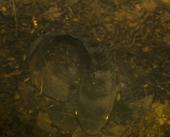 Actinopterygii
