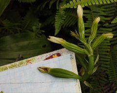 Eulophia cernua