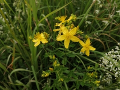 Hypericum perforatum