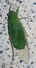 Chlorocysta vitripennis