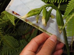 Eulophia cernua