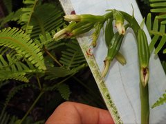 Eulophia cernua