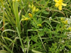 Hypericum perforatum
