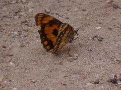 Byblia anvatara crameri