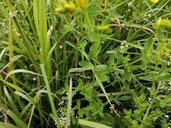 Hypericum perforatum