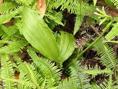 Eulophia cernua
