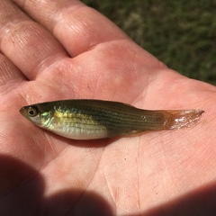 Fundulus dispar