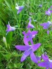 Campanula patula