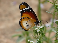 Danaus chrysippus alcippus
