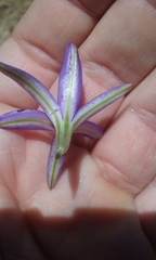 Brodiaea leptandra