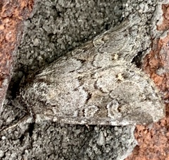 Lacinipolia lustralis