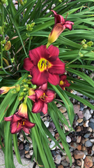 Hemerocallis