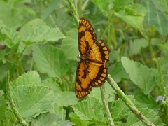 Byblia anvatara crameri