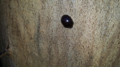 Paropsisterna octolineata