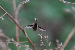 Bombylius major
