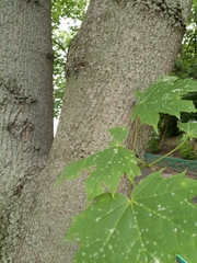 Acer platanoides