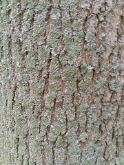 Acer platanoides