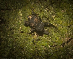 Methidrysis afflicta