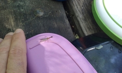 Raphidiidae
