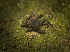 Methidrysis afflicta