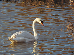 Cygnus olor