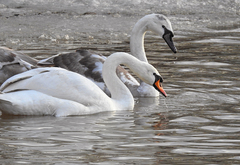 Cygnus olor