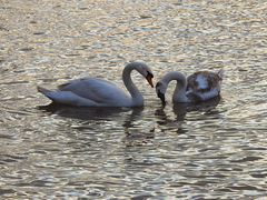 Cygnus olor